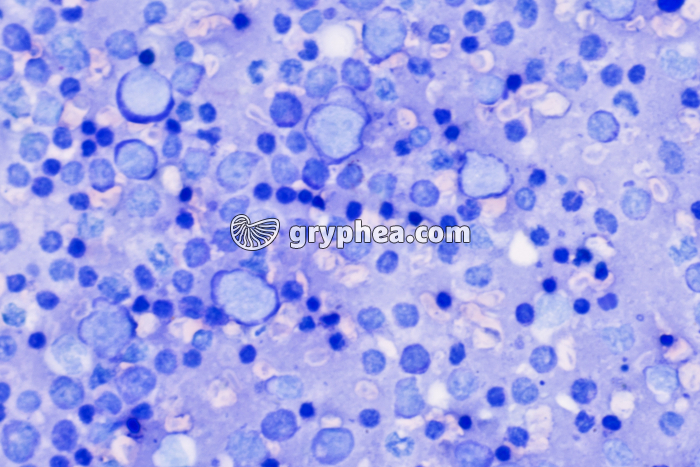 Frottis de rate x200b - gryphea.org